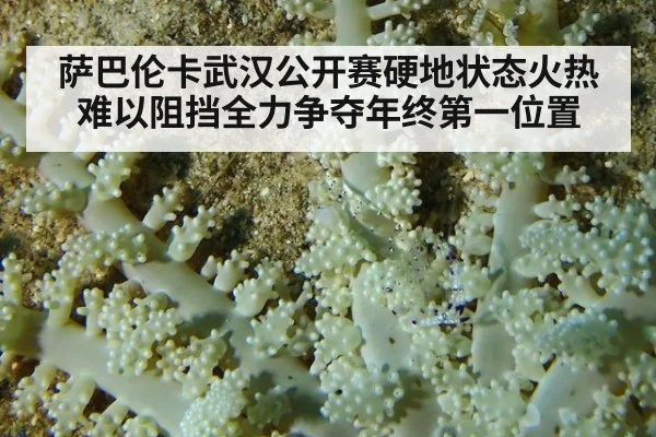 萨巴伦卡武汉公开赛硬地状态火热难以阻挡全力争夺年终第一位置